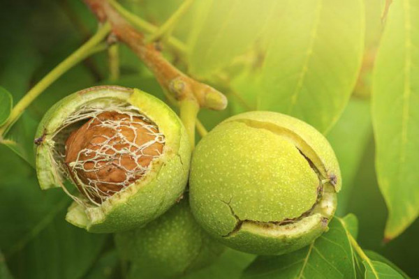 Промышленный ореховый сад в Днепропетровской области